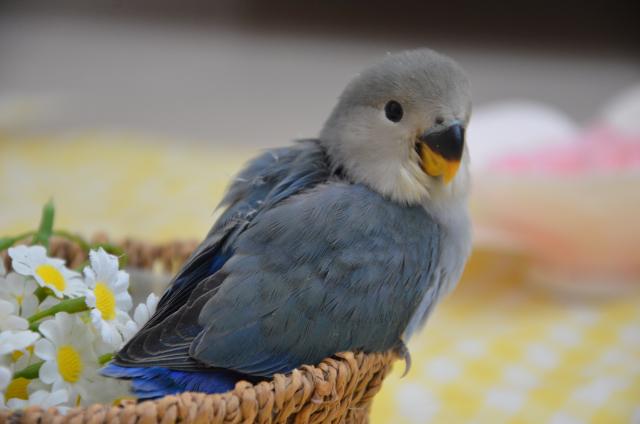 コザクラインコ　リクエストページ コザクラインコ | ペットフォレスト