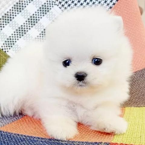 ポメラニアン - 子犬や子猫たちのペット販売情報が満載「ペット