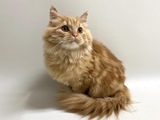 猫アレルギー氏 Amazon.co.jp: 描描猫猫 猫アレルギーだけど猫飼いたすぎ物語