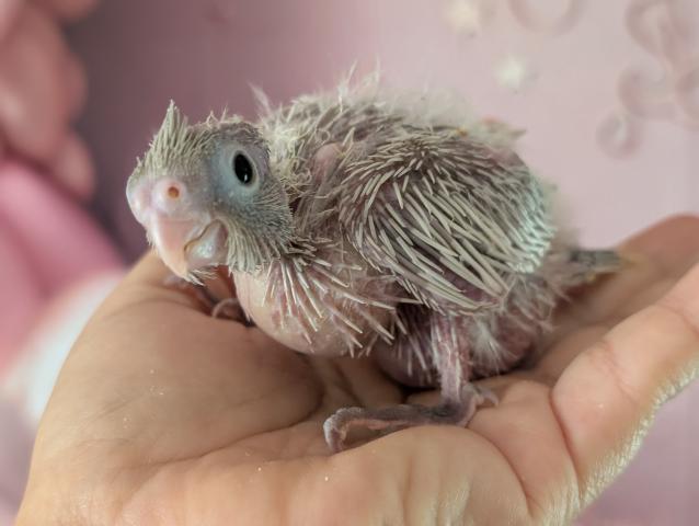 オカメインコ WFドミナントシルバーDF - 子犬や子猫たちのペット