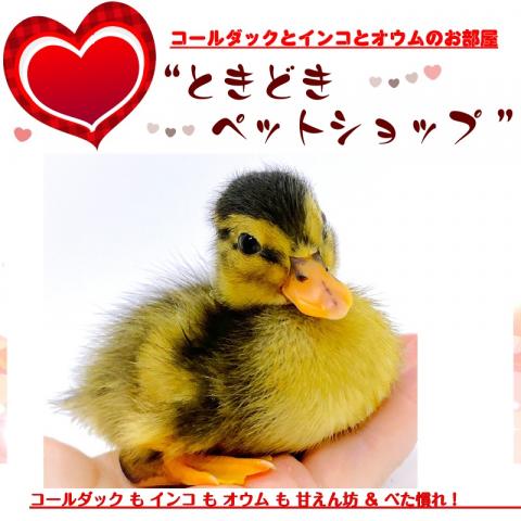 コールダック・アヒル用ペレットbc-6 13kg 2025年最新】アヒル用ペレットの人気アイテム - メルカリ