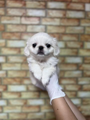 ぺきにーずあいてむシリーズの ベッド ペキニーズ ぺきにーずあいてむ