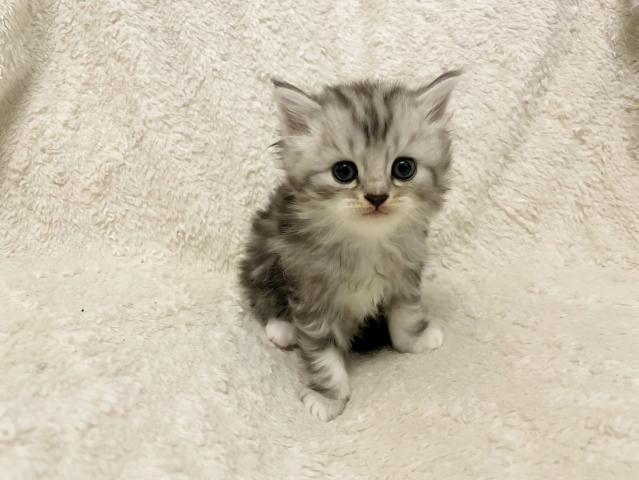 ミヌエット（旧ナポレオン） - 子犬や子猫たちのペット販売情報
