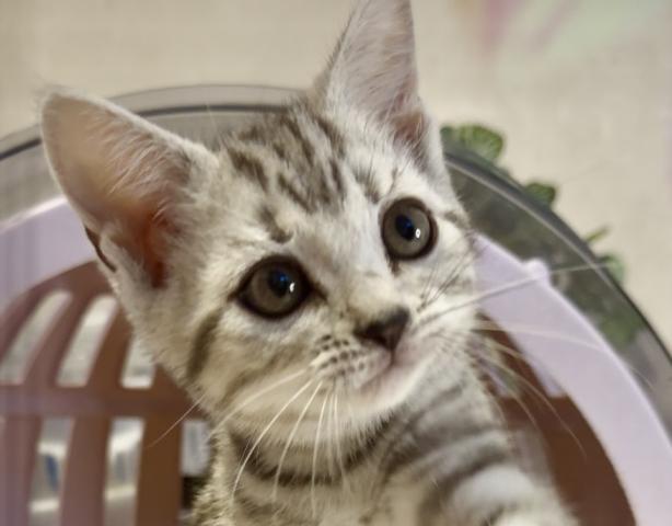 アメリカンショートヘアー