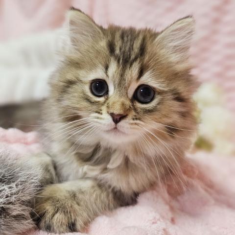 ペルシャ・ヒマラヤンチンチラ - 子犬や子猫たちのペット販売