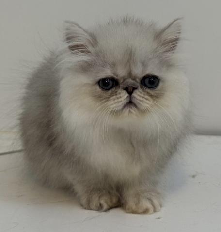 ペルシャ・ヒマラヤンチンチラ - 子犬や子猫たちのペット販売