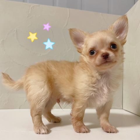 チワワ（ロングコート） - 子犬や子猫たちのペット販売情報が満載