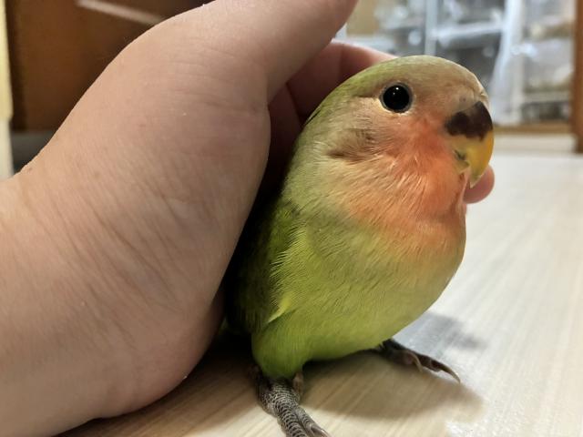 コザクラインコ【京都府・男の子・2025年8月14日生まれ】 - ペット