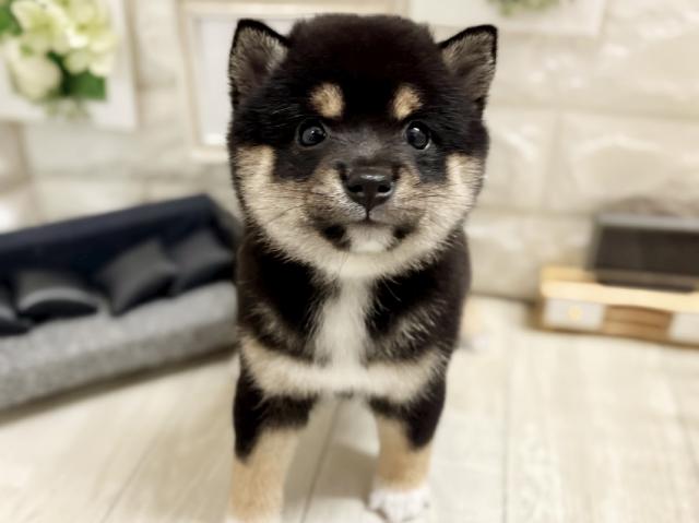 豆柴 柴犬☆*ﾟ豆柴*☆ - 子犬や子猫たちのペット販売情報が満載