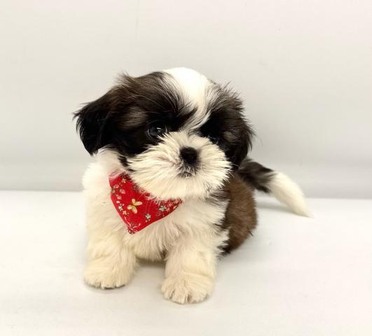 激レア　フォンテーヌ　ドレッシーペット　シーズ 犬 激レア フォンテーヌ ドレッシーペット シーズ 犬 - メルカリ