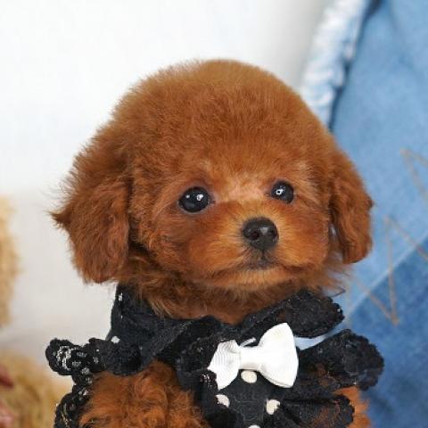 トイプードルティーカップ予想 - 子犬や子猫たちのペット販売情報が 