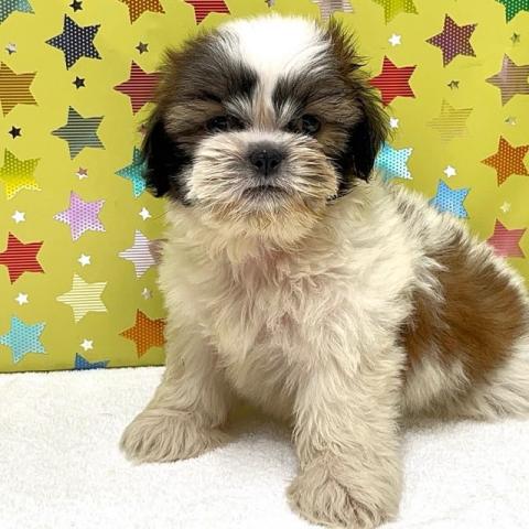 シーズー - 子犬や子猫たちのペット販売情報が満載「ペット