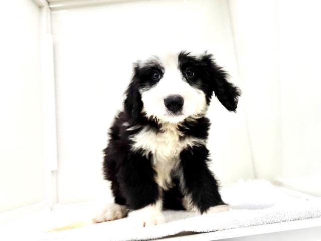 激レア ハローキティ オールドイングリッシュシープドッグ 犬とお散歩シリーズ MIXオールドイングリッシュシープドッグ×バーニーズマウンテンドッグ