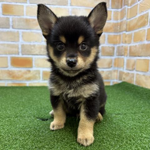 MIXチワワ×柴犬 - 子犬や子猫たちのペット販売情報が満載「ペット