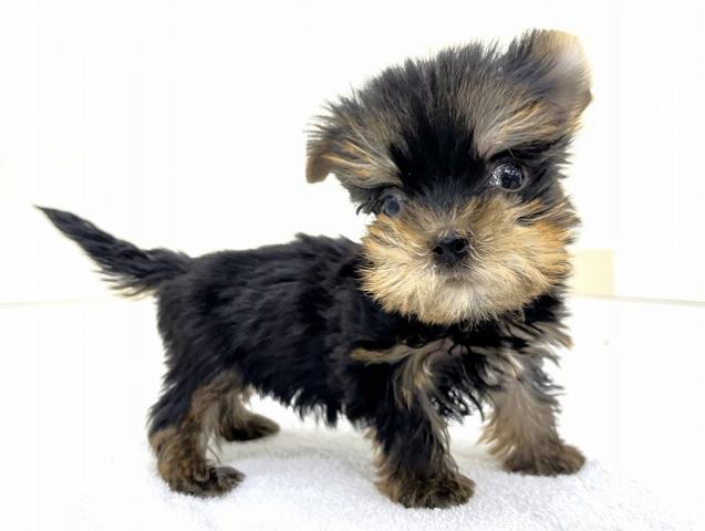ヨークシャーテリア - 子犬や子猫たちのペット販売情報が満載