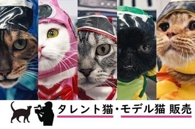 タレント猫専門店⭐ねこランド春日部西口店⭐の写真(埼玉県春日部市)
