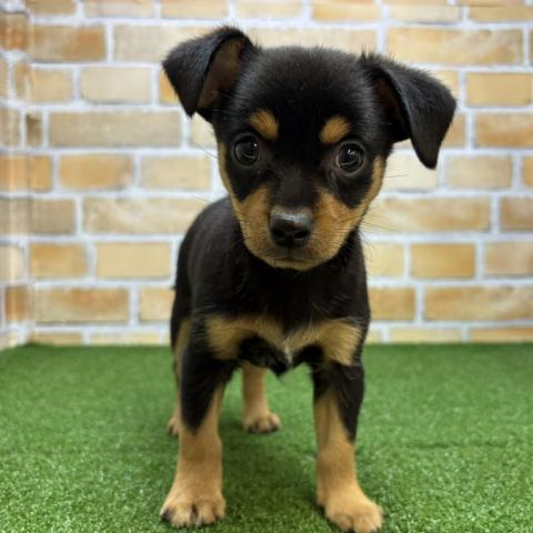 ミニピン様 MIXダックス×ミニピン - 子犬や子猫たちのペット販売情報が満載