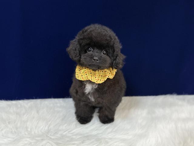 p*o様 ティーカッププードル Amazon.co.jp: プードルのティーカップ 小 犬 ドック プードル
