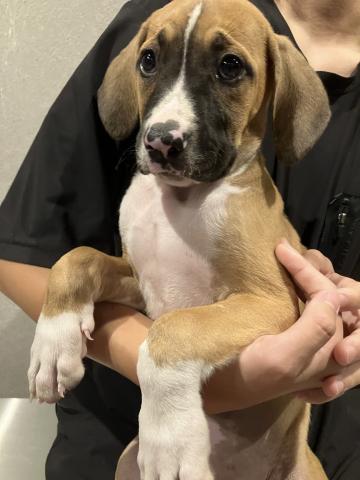 土佐犬 - 子犬や子猫たちのペット販売情報が満載「ペット