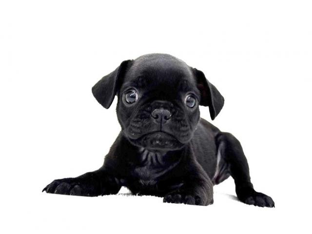 MIXフレンチブルドッグ×パグ484 - 子犬や子猫たちのペット販売情報が