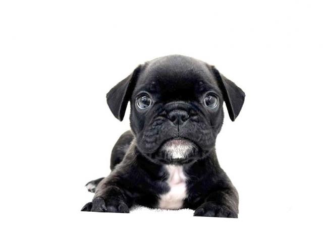 MIXフレンチブルドッグ×パグ707 - 子犬や子猫たちのペット販売情報が