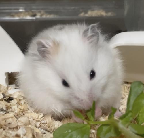 ハムスター ゴールデンハムスター⑦(三毛の長毛) - 子犬や子猫たちの ハムスター ゴールデンハムスター⑦(三毛の長毛) - 子犬や子猫たちの