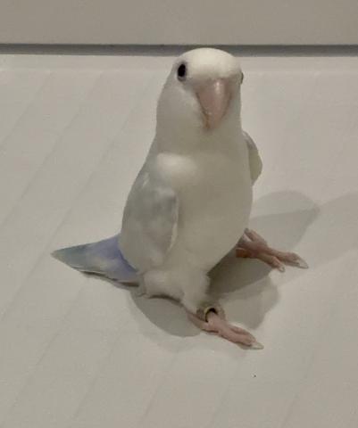 コザクラインコ - 子犬や子猫たちのペット販売情報が満載「ペット