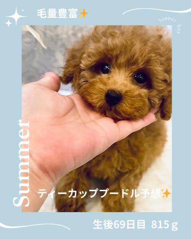 ティーカッププードル - 子犬や子猫たちのペット販売情報が満載