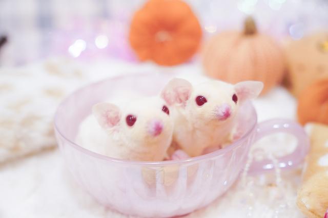 フクロモモンガ ピンクアイルビープラチナ - 子犬や子猫たちのペット