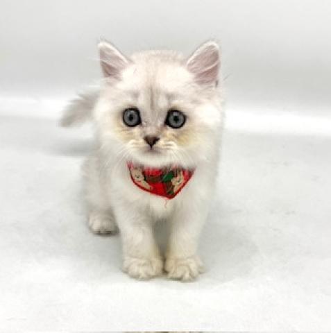 ペルシャ・ヒマラヤン - 子犬や子猫たちのペット販売情報が満載