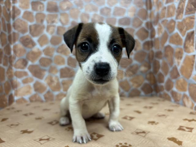 ジャックラッセルテリア