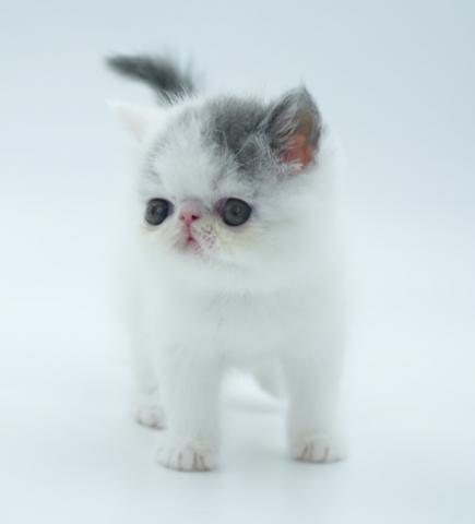エキゾチックショートヘアー - 子犬や子猫たちのペット販売情報