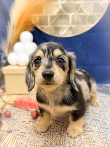 ミニチュアダックスフンド - 子犬や子猫たちのペット販売情報が満載