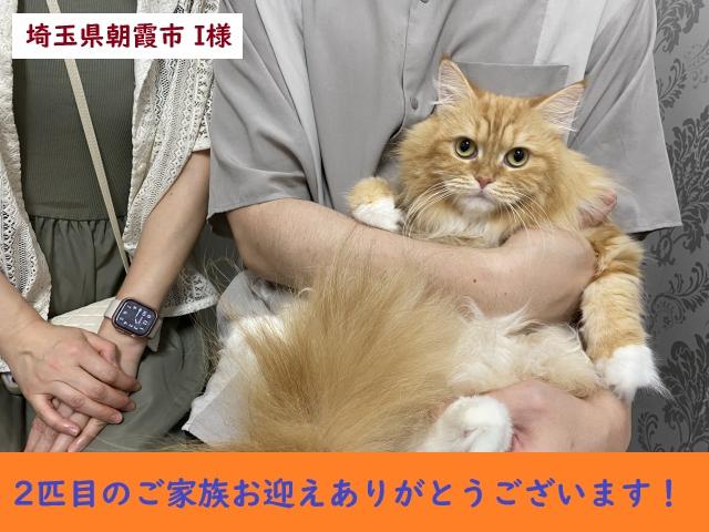 猫アレルギー氏 猫アレルギー (@nekozemeister) / X