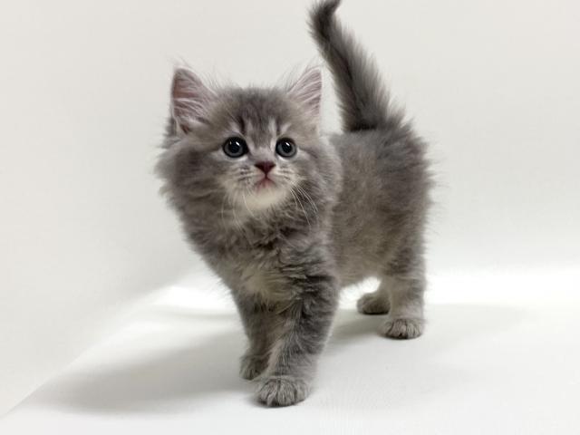 猫アレルギー氏 猫用 z／d（低アレルゲン）食物アレルギー＆皮膚ケア