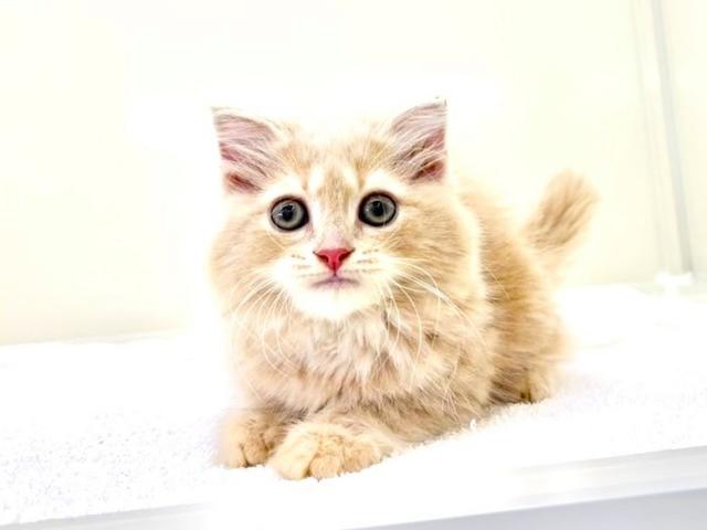 スコディッシュ レオ・レオニ ランチボックス 19×10cm | aito製作所 | 美濃焼