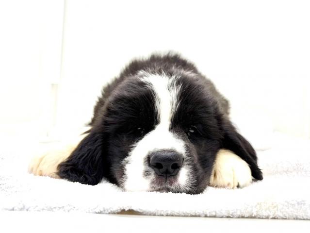 MIXニューファンドランド×セントバーナード970 - 子犬や子猫たちの