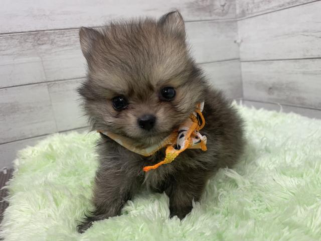 MIXハーフ（ポメラニアン×チワワ） - 子犬や子猫たちのペット販売情報