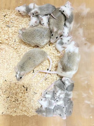 ヤワゲネズミ - 子犬や子猫たちのペット販売情報が満載「ペット