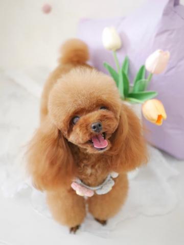 Dog Life Support Adorableの外観