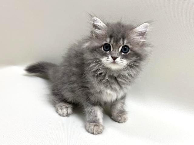猫アレルギー氏 アレルギーのある人のための低アレルギー性の猫種 10 種
