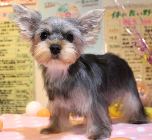 ヨークシャーテリア - 子犬や子猫たちのペット販売情報が満載「ペット