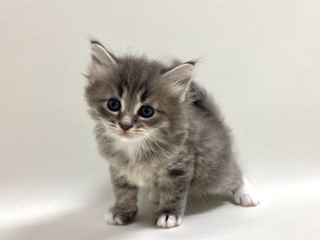 猫アレルギー氏 mqdefault.jpg