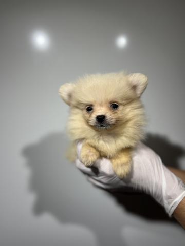 禁断のポメラニアンさ専用 ポメラニアン3398 - 子犬や子猫たちのペット販売情報が満載