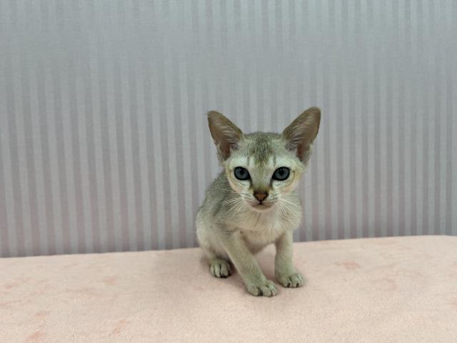 シンガプーラページ シンガプーラ 】世界最小の希少猫種！超短毛の甘えん坊にゃんこ