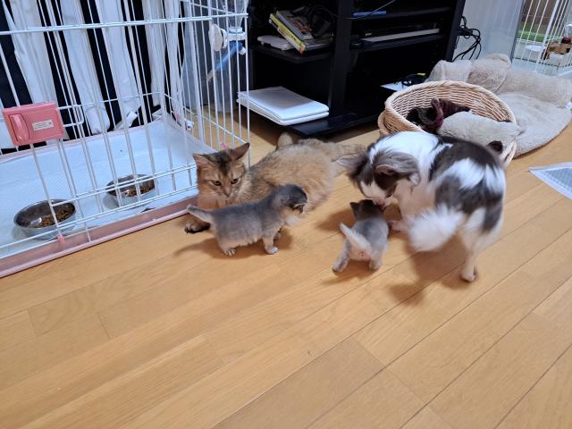 ペットサロンmofumofuの外観