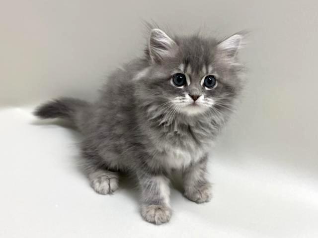 サイベリアン💕猫アレルギー有る方にお勧め猫種💕 - 子犬や子猫