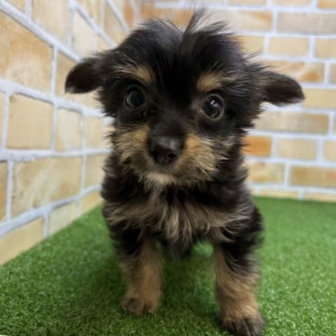 ☆受付中！☆ヨーキー・パピヨン・ダックス MIXヨークシャーテリア×パピヨン - 子犬や子猫たちのペット販売情報が