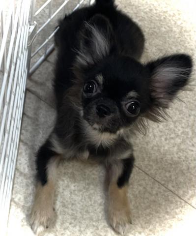 ロングコートチワワちゃん 新しく仲間入りした ロングコートチワワちゃん🐶♡ #テンテン