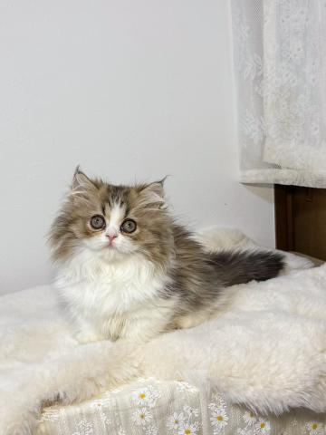 velvet pawsの外観